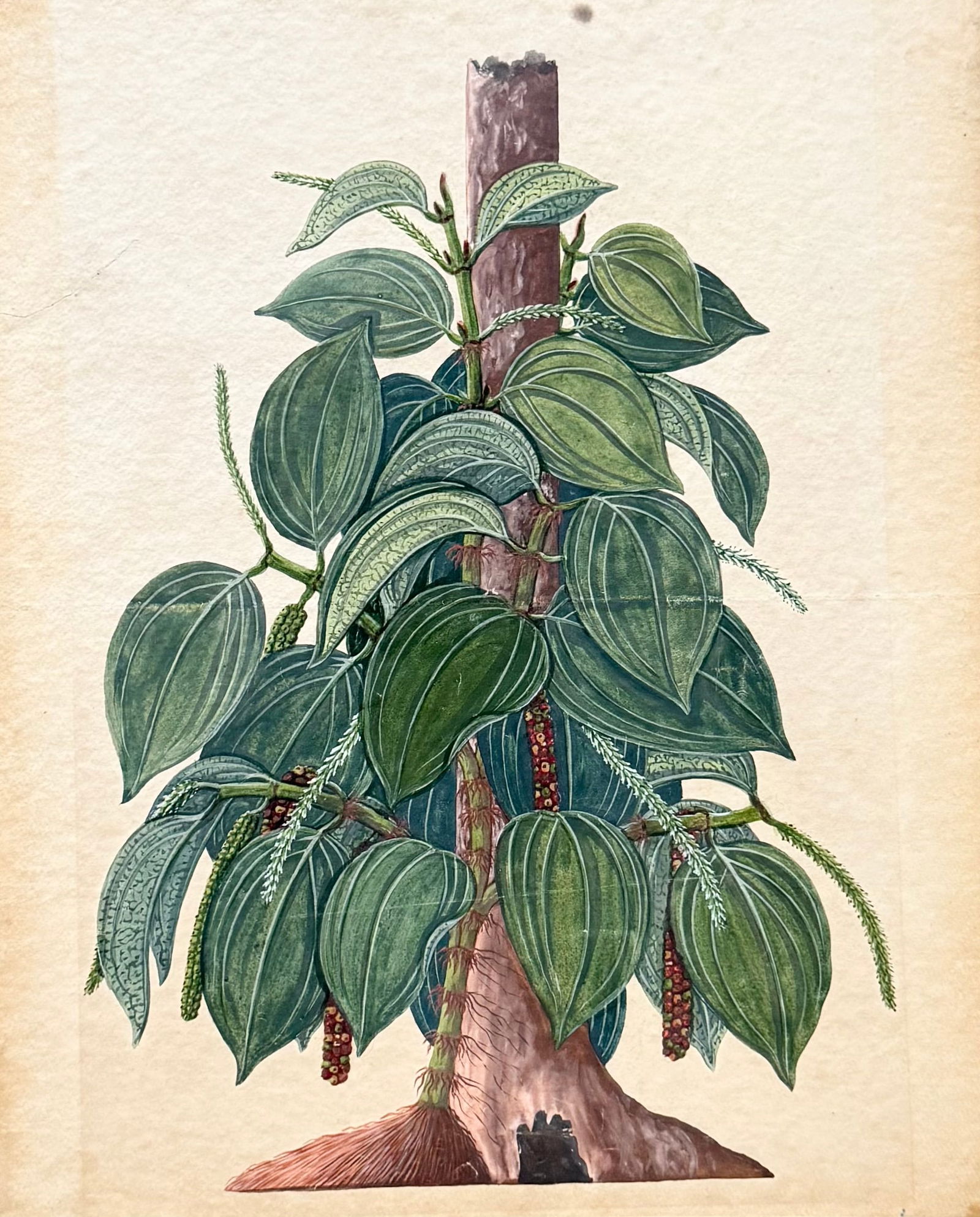 Antique Botanical Study Of A Plant, Watercolor (1 of 2)