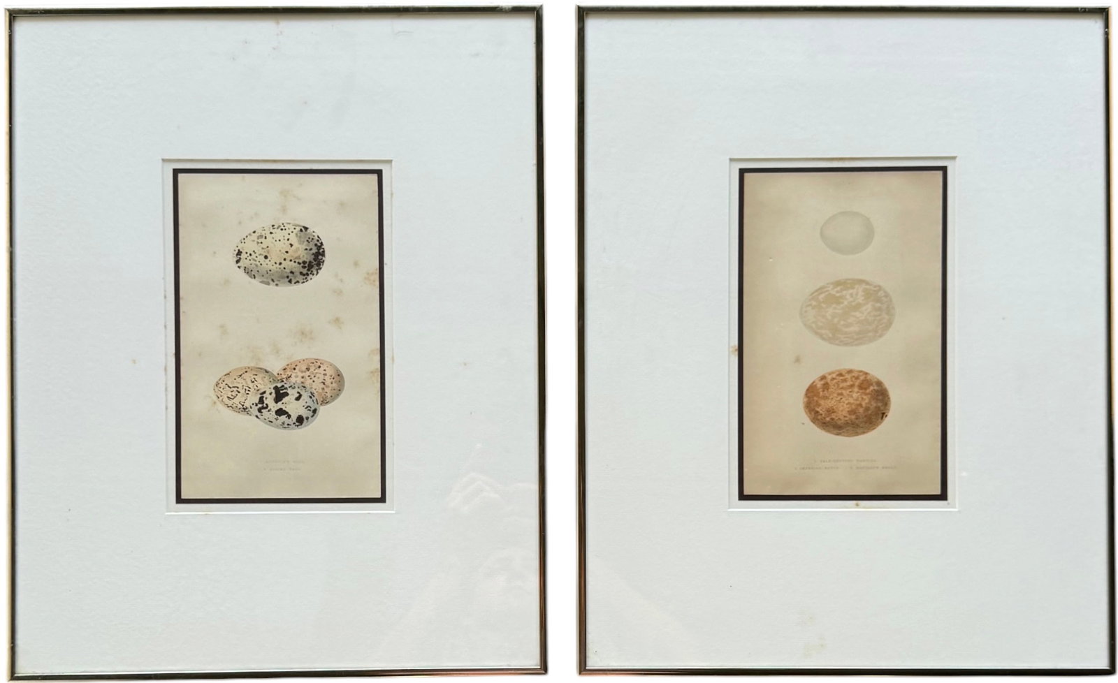Original Antique Natural History Lithographs Of Bird Eggs Circa 1860 (1 of 6)