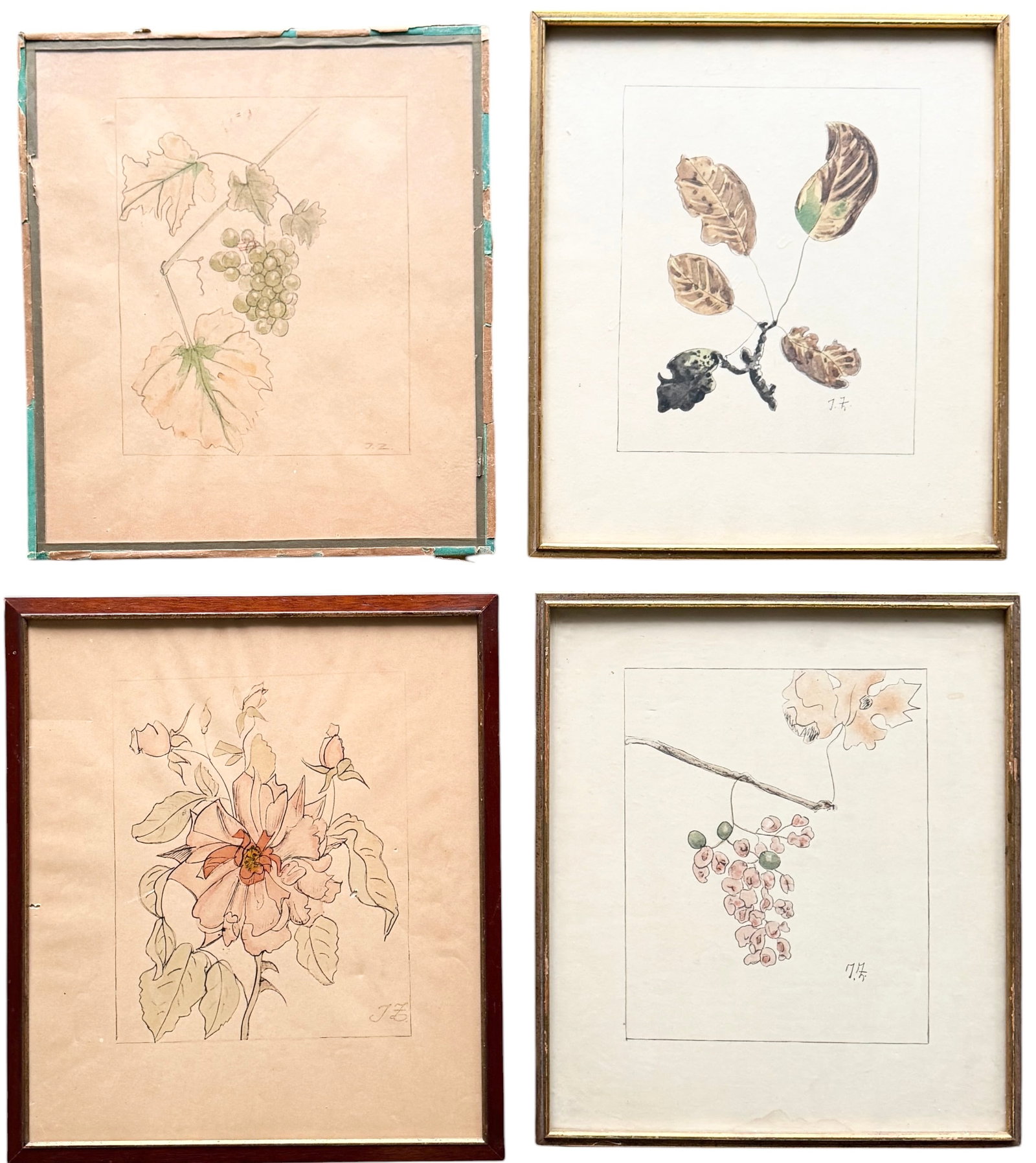 (4) Original 19th Century Botanical Illustration of Green Grapes, Sketch, Signed J.Z (1 of 4)