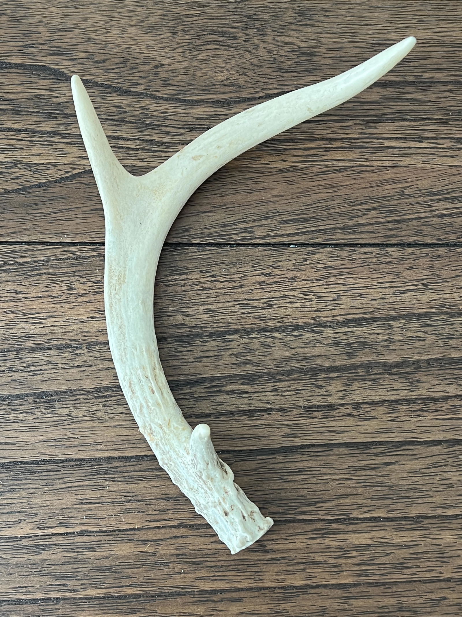 NATIVE AMERICAN DEER ANTLER HORN: NATIVE AMERICAN DEER ANTLER HORN. USED TO MADE A DAGGER. PLEASE VIEW ALL DETAILED PICTURES. A GREAT FIND AND AN EXCELLENT ADDITION TO YOUR COLLECTION.