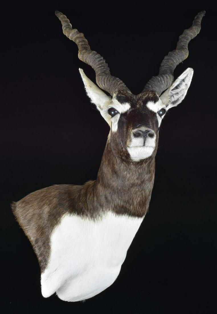 TEXAS BLACK BUCK - EXOTIC - SHOULDER MOUNT BY: FAMOUS TEXAS TAXIDERMIST MR. FRED RANDOLPH. Mr. Randolph retired with his wife in Texas after 45 years as a taxidermist serving the elite Texas Hunter. This may be the only chance to own Mr. Randolph'