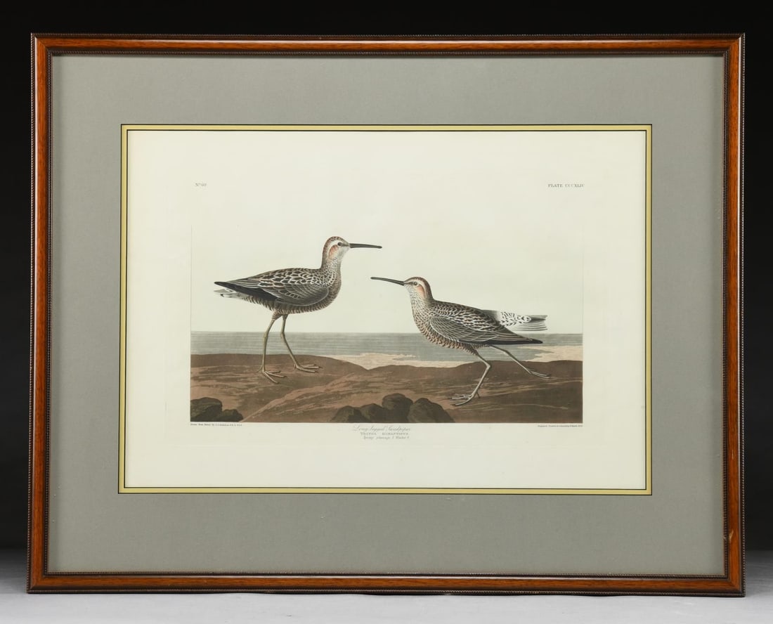 JAMES J. AUDUBON (American, 1785-1851) "LONG: LEGGED SANDPIPER". "No. 69", "Plate CCCXLIV". Reprint of an R. Havell 1836 Edition depicting two sandpipers on a low shoreline. Housed in a molded modern brown frame matted under glass. SIZE: Sight is