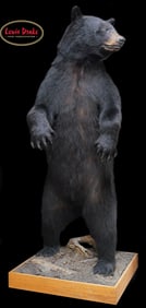 MAGNIFICENT, LARGE TROPHY, FULL-STANDING BLACK BEAR.