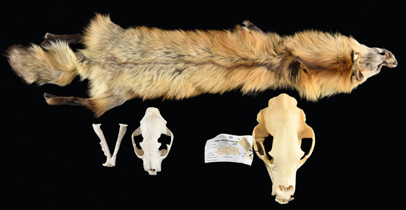 SKULLS AND A PELT.: The skulls in this lot we believe to be for a black bear and a mountain lion. However, not being craniologists, we do not guarantee these identifications, please see the pictures and form your own opi