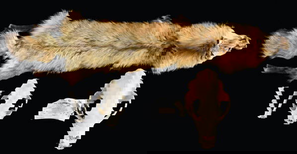 SKULLS AND A PELT.: The skulls in this lot we believe to be for a black bear and a mountain lion. However, not being craniologists, we do not guarantee these identifications, please see the pictures and form your own opi