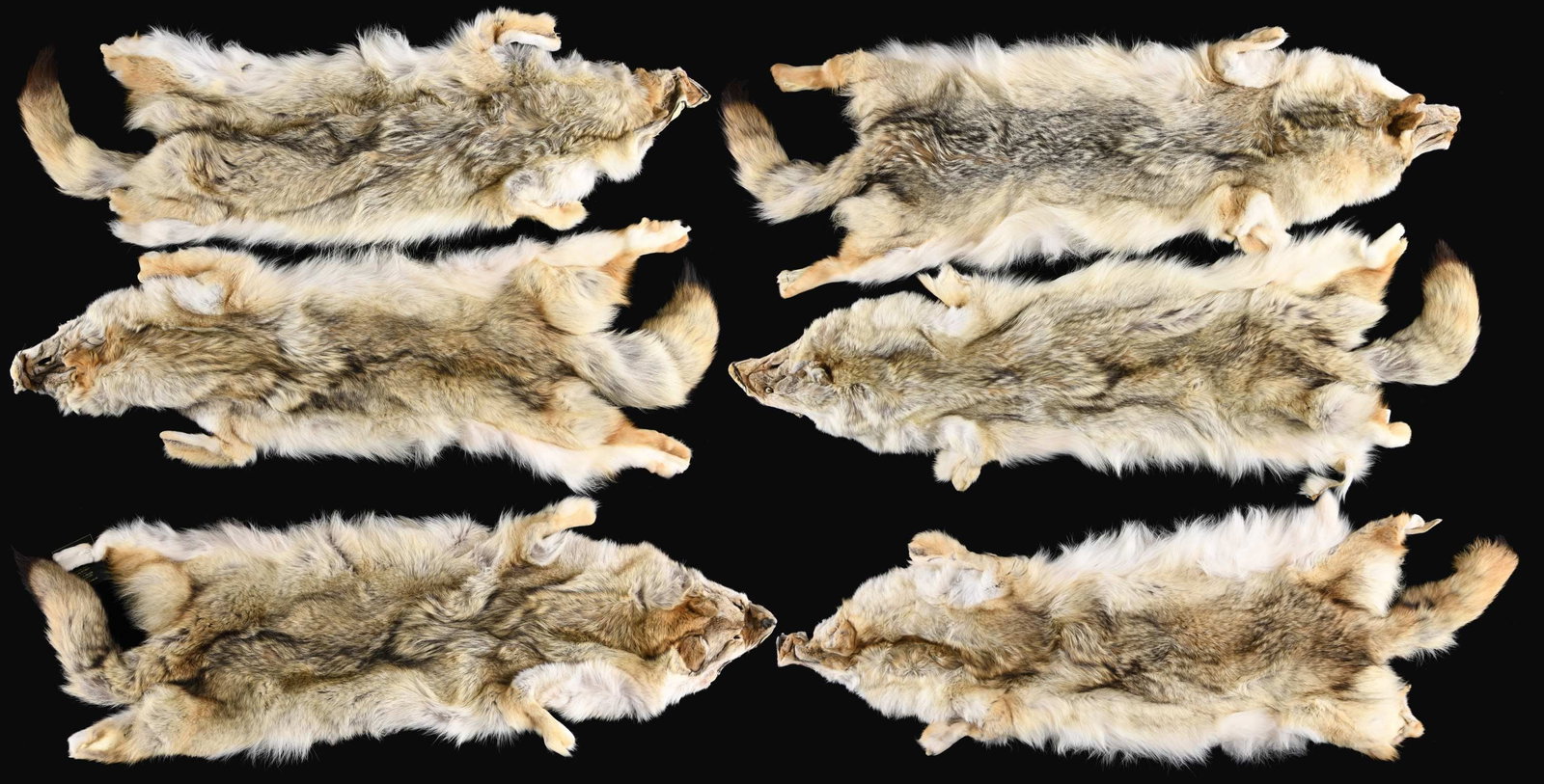 6 COYOTE PELTS.: These pelts measure approx. 56" from nose to tail. The fur is grayish white with black and brown streaks. CONDITION: pelts are clean, fresh, and not shedding. PROVENANCE: from the renowned collection 