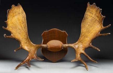 MOUNTED MOOSE ANTLER PLAQUE.