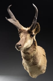 PRONGHORN ANTELOPE MOUNT.