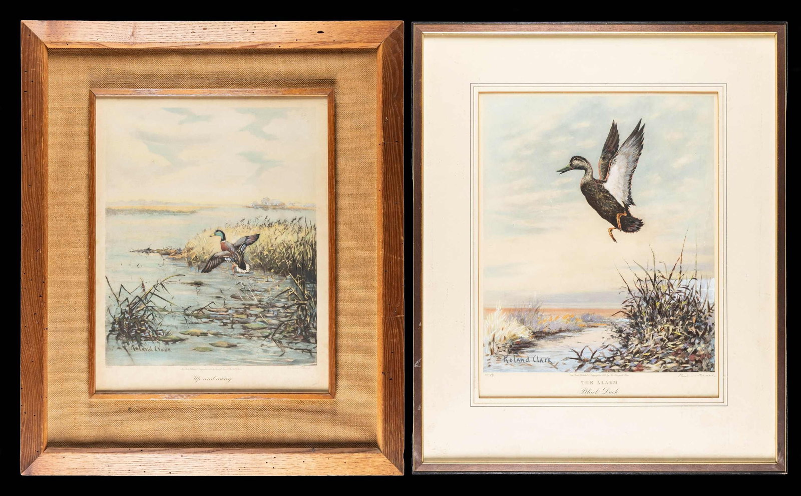 2 DUCK PRINTS BY ROLAND CLARK (1874-1957).: 1) Copyright 1937 Derrydale Press "THE ALARM" "Black Duck" "19/250". Signed Roland Clark lower right. SIZE: overall 22-1/2" x 27", sight 14-1/2 x 18". CONDITION: very fine. Housed in old frame and
