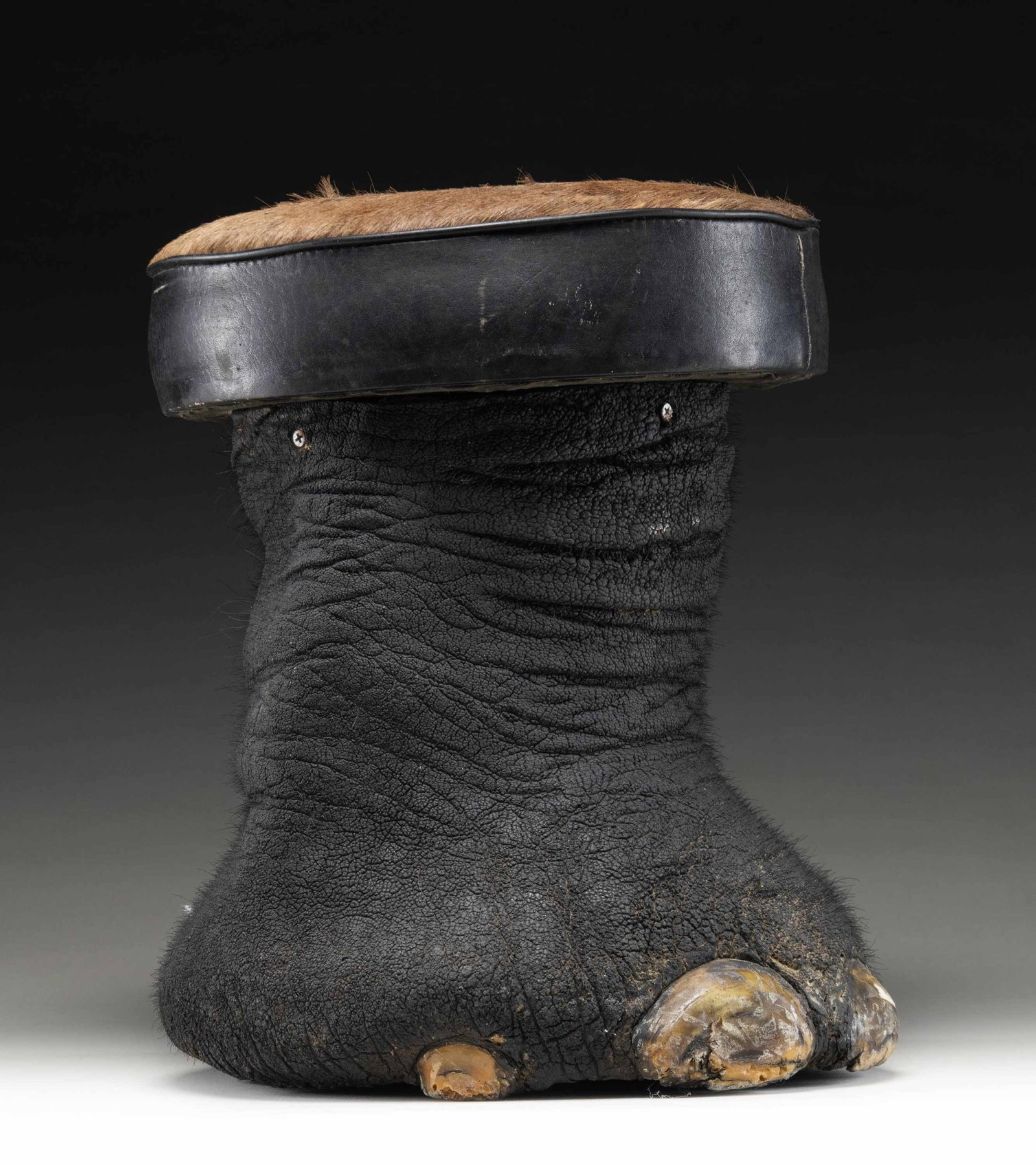 REAL ELEPHANT FOOT MADE INTO A STOOL.: This elephant foot has been made into a sitting stool or foot stool by local craftsmen in India. This example measures approximately 17" in height and approximately 14" in width at the seat. The seat