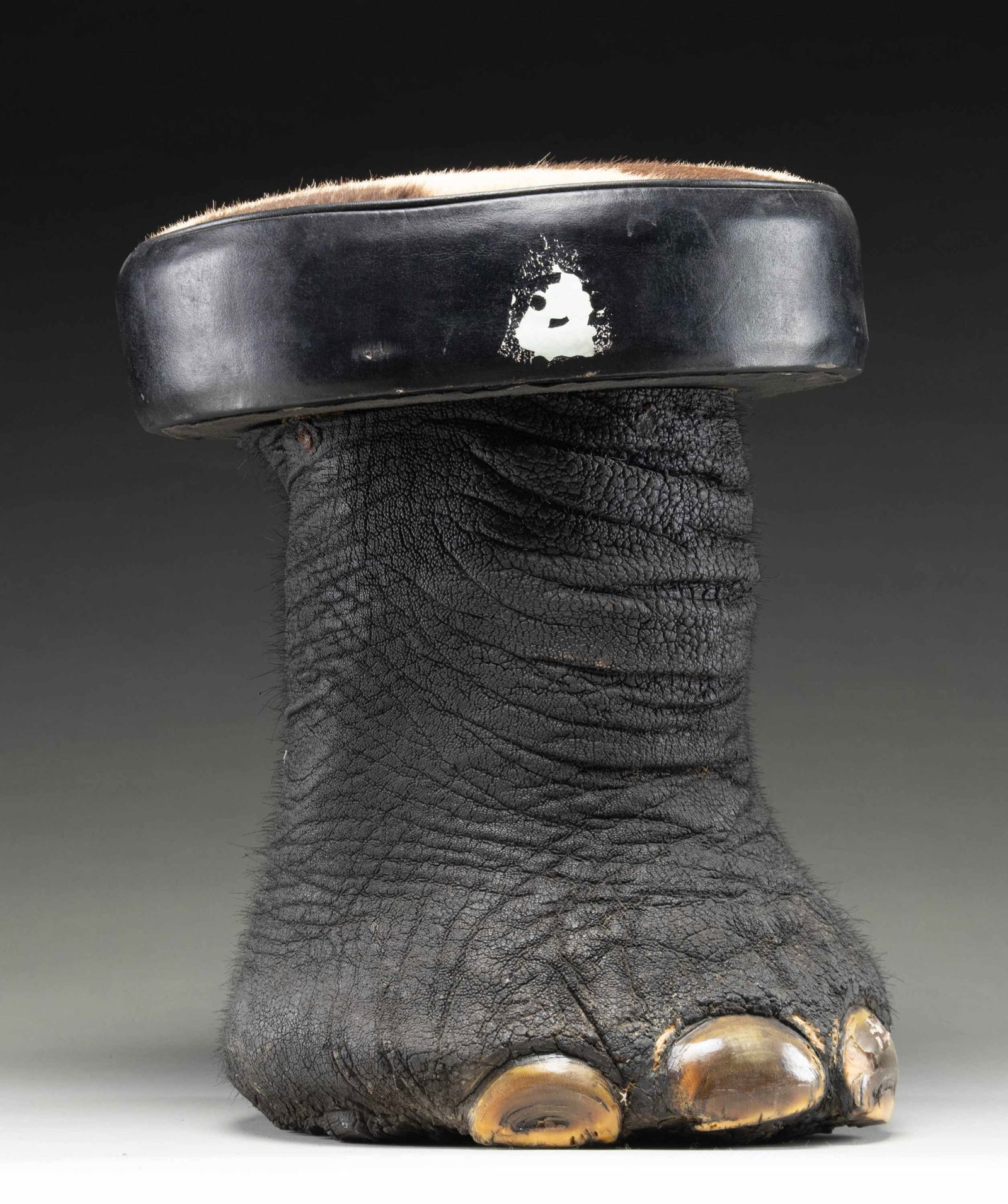 REAL ELEPHANT FOOT MADE INTO A STOOL.: This elephant foot has been made into a sitting stool or foot stool by local craftsmen in India. This example measures approximately 17" in height and approximately 13" in width at the seat. The seat