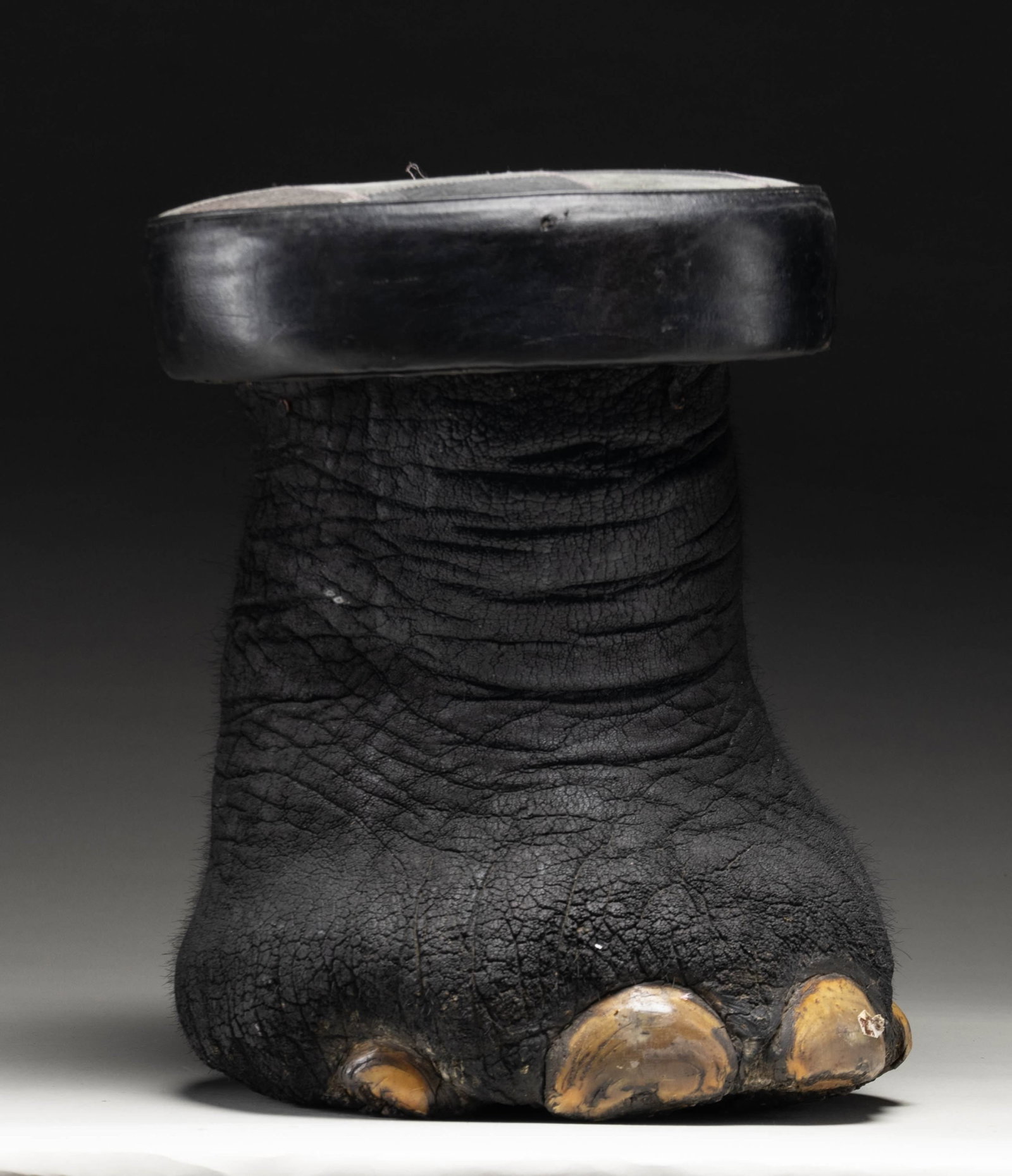 REAL ELEPHANT FOOT MADE INTO A STOOL.: This elephant foot has been made into a sitting stool or foot stool by local craftsmen in India. This example measures approximately 18" in height and approximately 13.5" in width at the seat. The