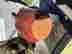 item-137042602=5