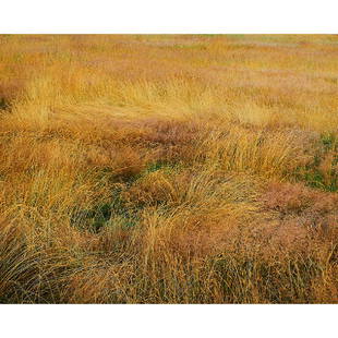 Christopher Burkett, Blooming Grasses: Christopher Burkett (American, b. 1951) Blooming Grasses Connecticut, 1987 (printed in 1992) cibachrome signed, titled, dated and numbered in pencil on verso #91 20" x 24"