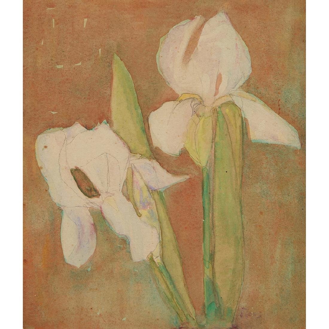 Rosalie Roos Wiener, Bearded Iris (1 of 2)