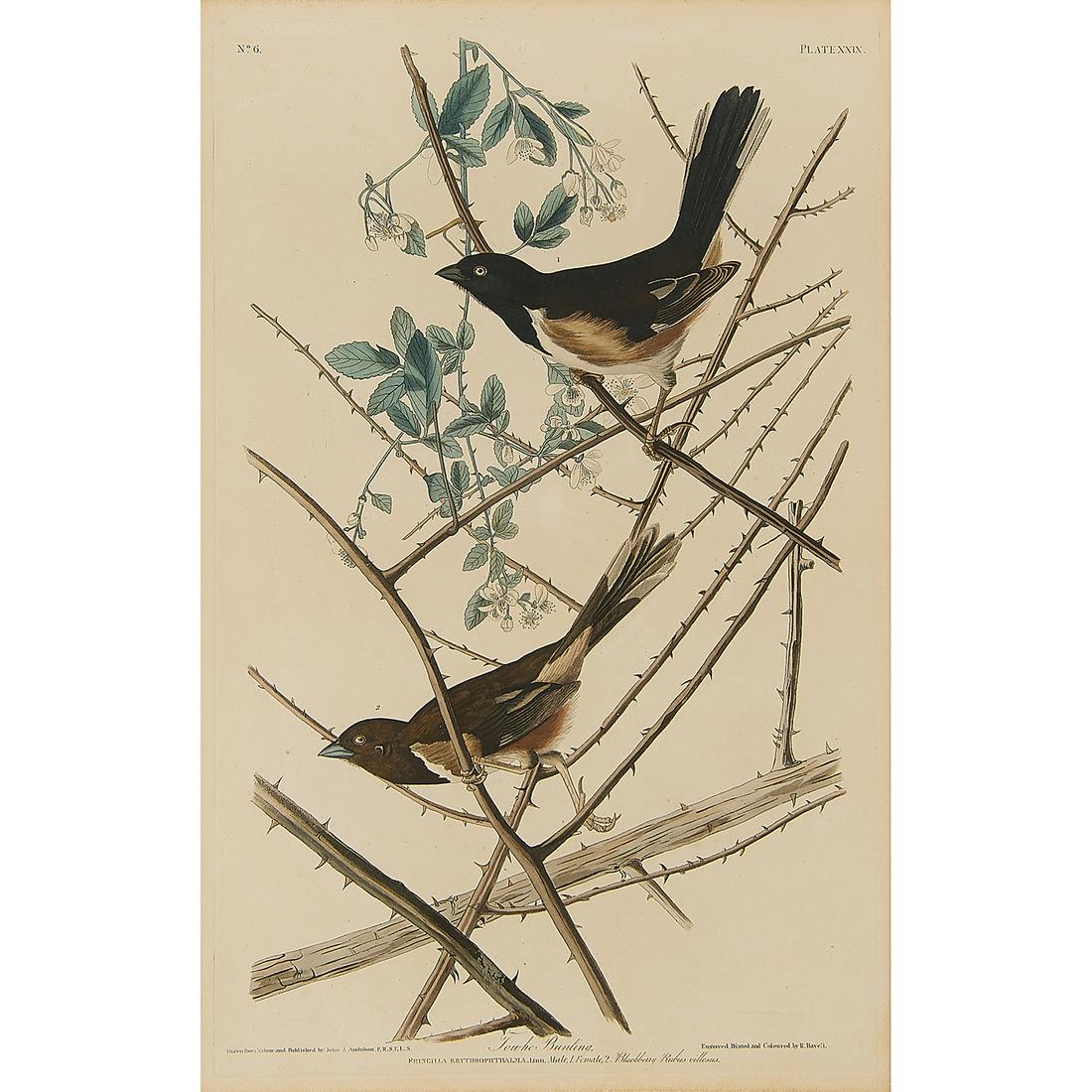After John James Audubon, Towhee Bunting (1 of 2)