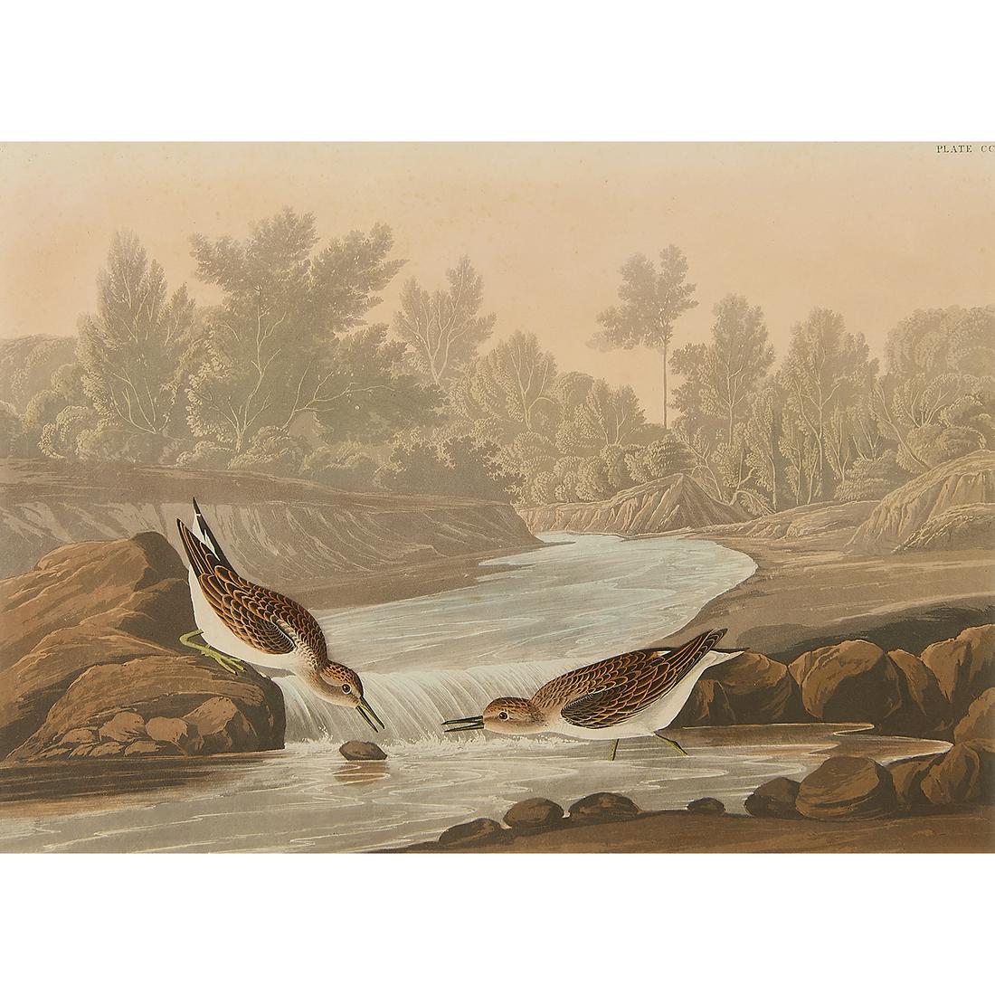 After John James Audubon, Little Sand Piper (1 of 2)