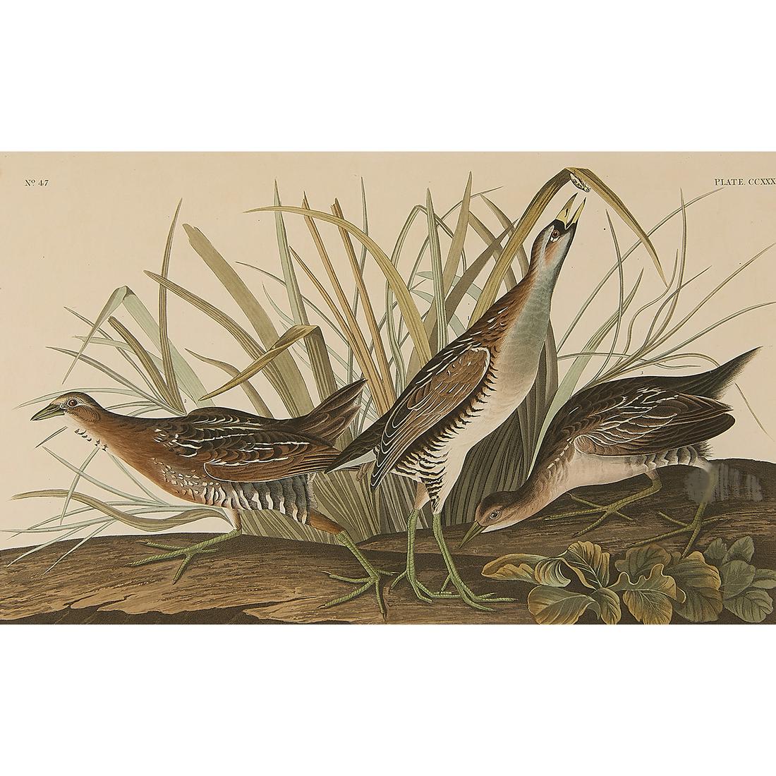 After John James Audubon, Sora or Rail, engraving (1 of 2)