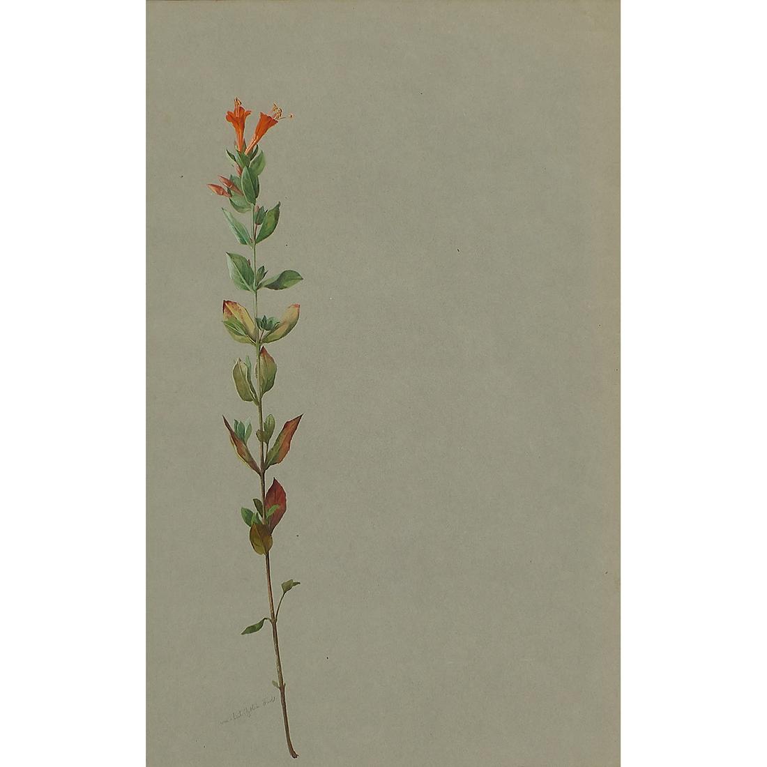 Albert R. Valentien, California Fuchsia (1 of 2)