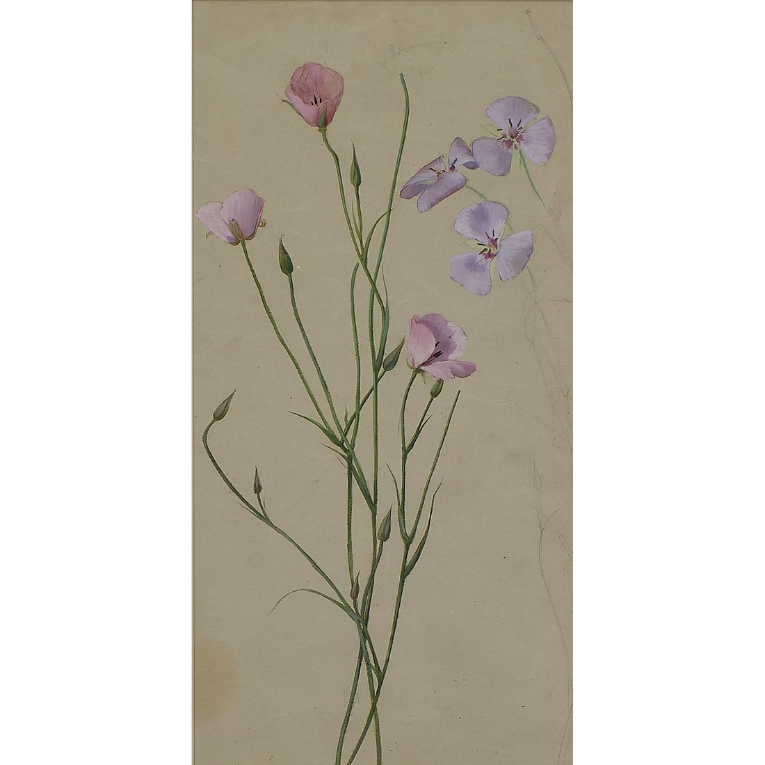 Albert R. Valentien, Mariposa Lily: Study (1 of 2)