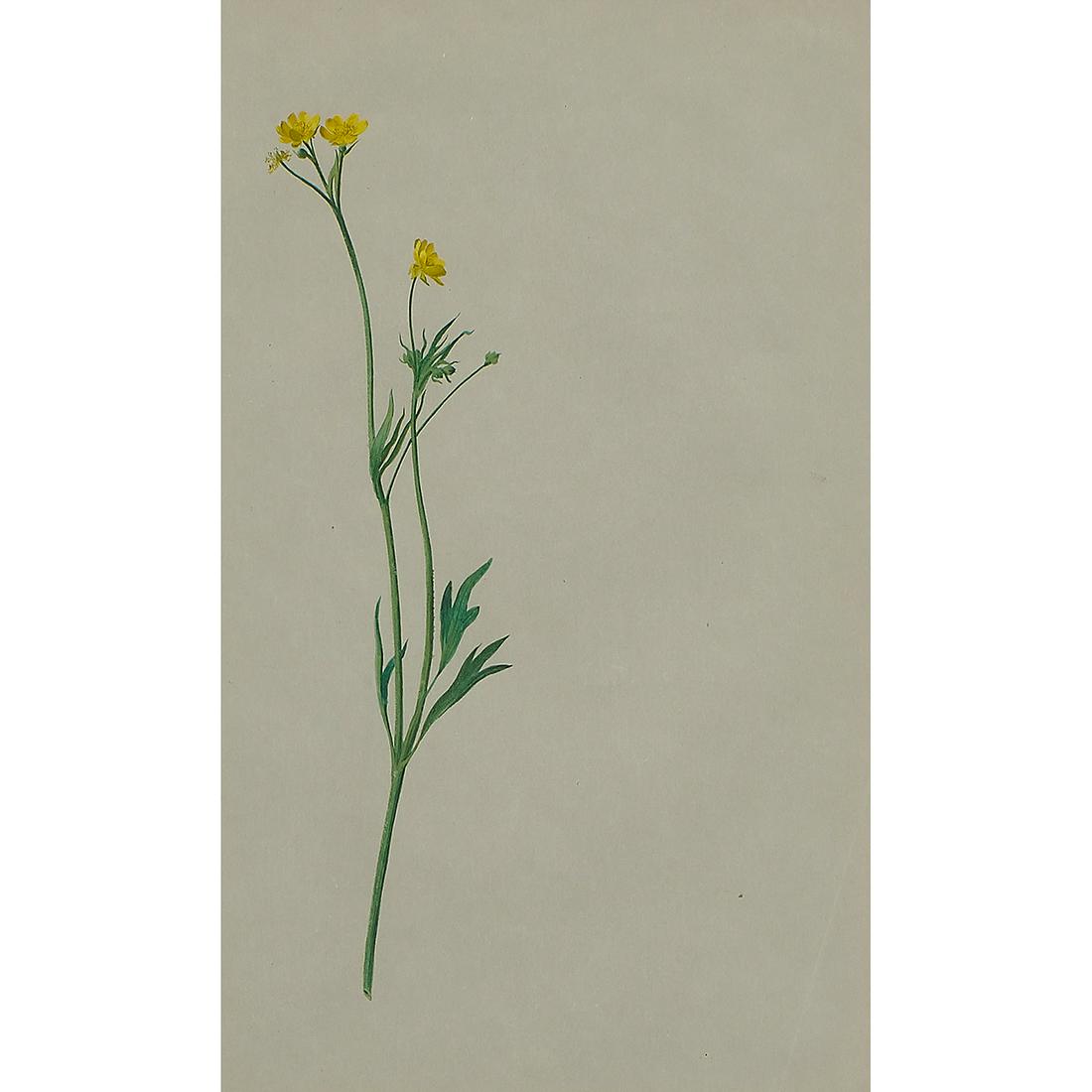 Albert R. Valentien, Buttercup (R. Californicus) (1 of 2)