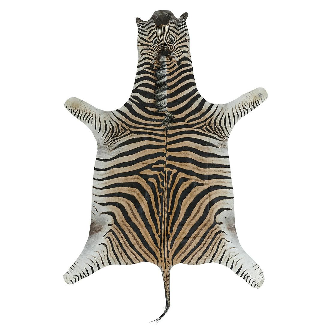 Burchell's Zebra full hide rug (1 of 1)