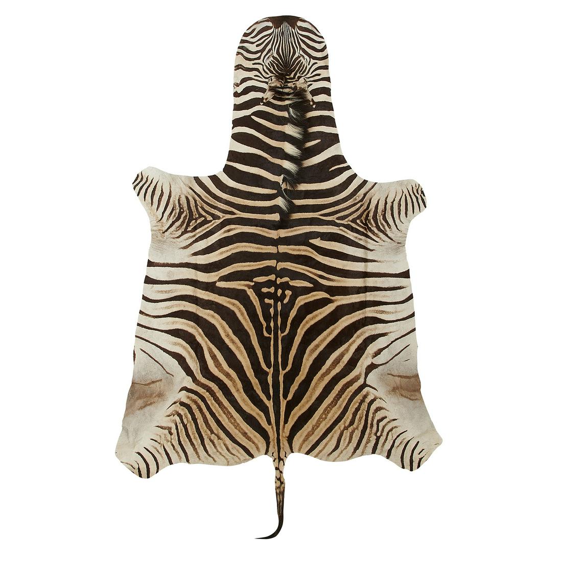 Burchell's Zebra hide rug (1 of 1)