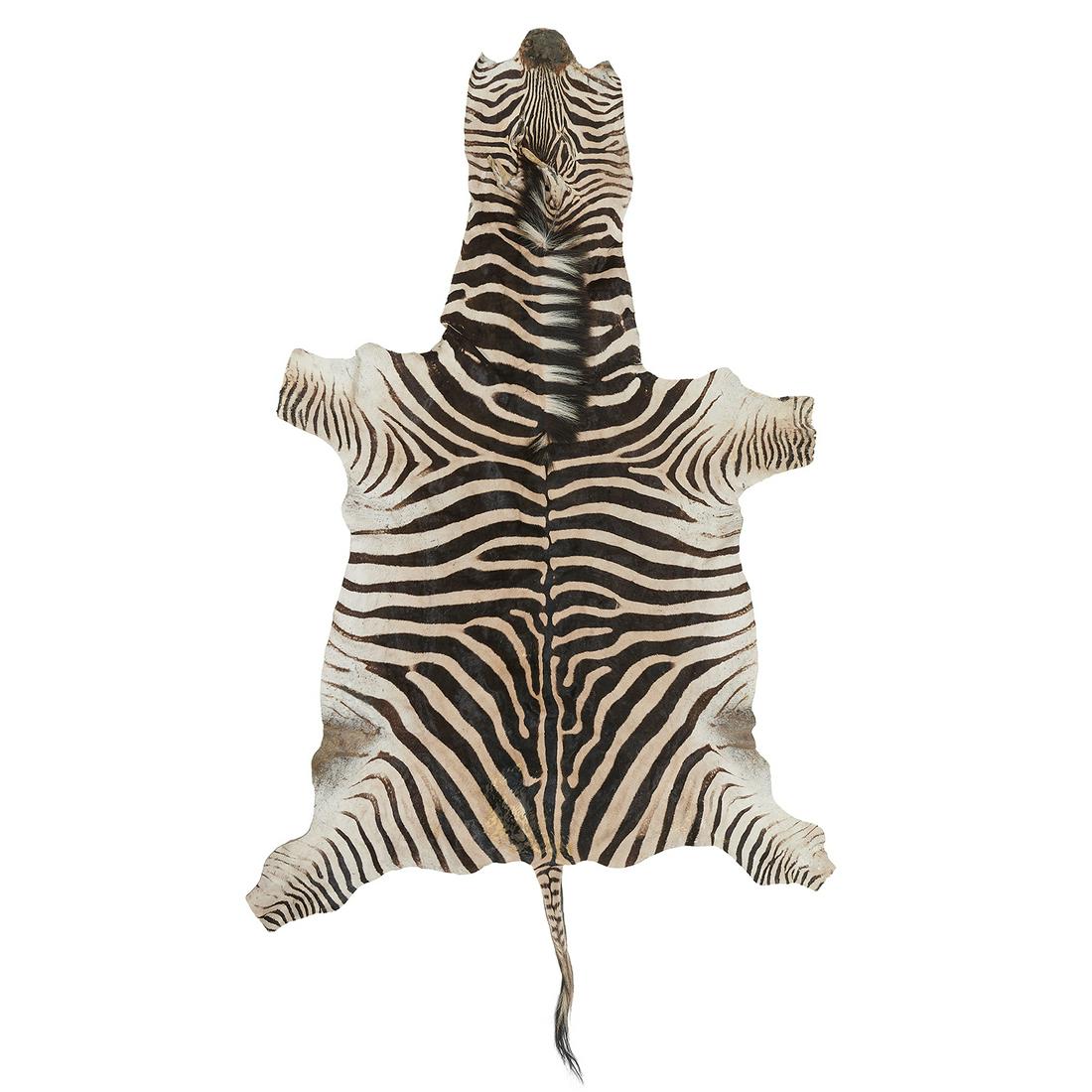 Burchell's Zebra hide rug (1 of 1)