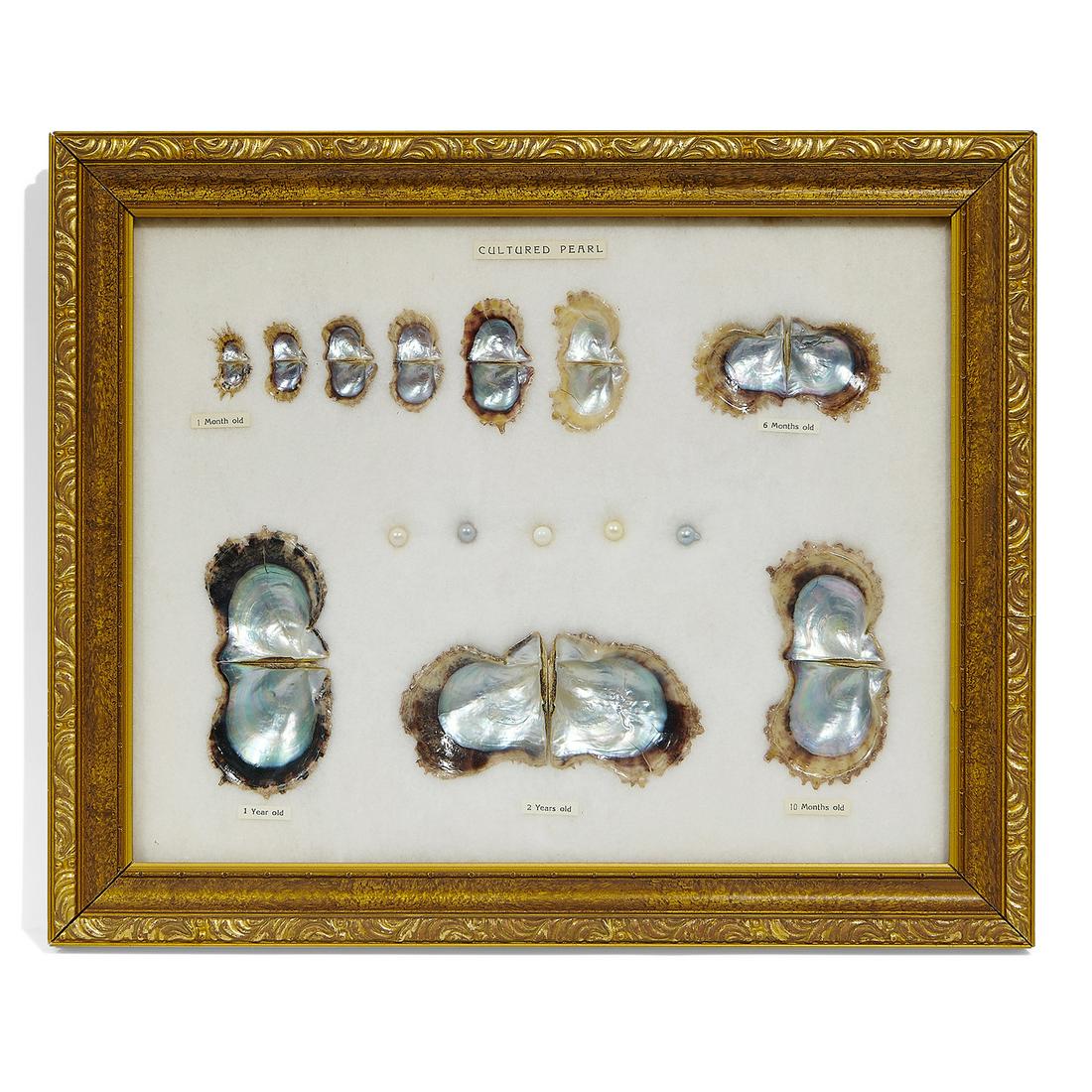 CULTURED PEARL 真珠アート パール 真珠貝の成長 木製額 巨大