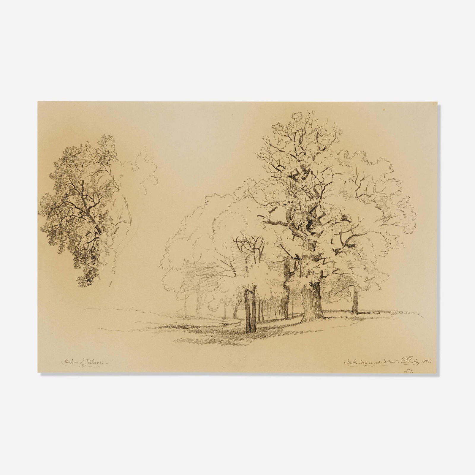David Johnson, Balm of Gilead: David Johnson Balm of Gilead 1883graphite on paper 12.375 h x 18.875 w in (31 x 48 cm) Signed, titled, dated and inscribed to lower edge 'Balm of Gilead, Oak, Dogwood, & Nut DJ 1883 No. 1'.