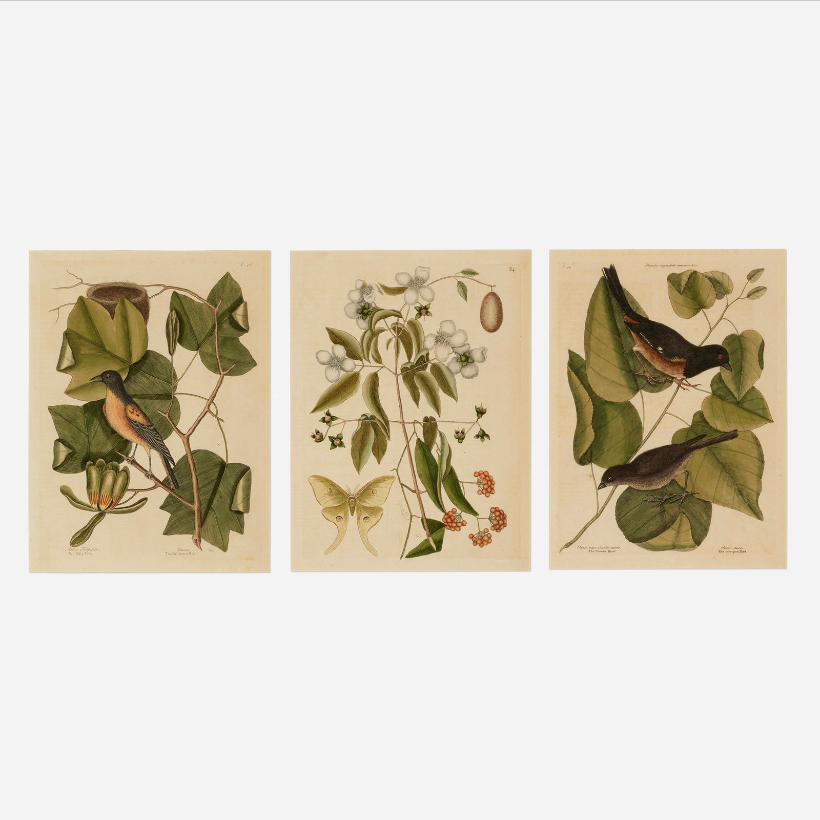 Mark Catesby, three works: Mark Catesby The Cow Pen Bird; Baltimore Bird; Mock Orange (three works from The Natural History of Carolina, Florida and the Bahama Islands) 1729-1747 / printed lateretching with hand-coloring image