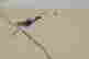 item-64090968=4