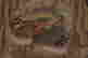 item-74431320=9