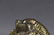 A CHINESE GOLD INLAID COPPER 'TIGER' PAPERWEIGHT - 5