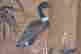 item-62212971=5