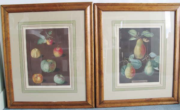 93: Two English Botanical Prints: Two English Botanical Prints by George Brookshaw, one of pears, one of apples, both from the series of five. Identically matted and framed under glass. Each 17"h, 13"w.