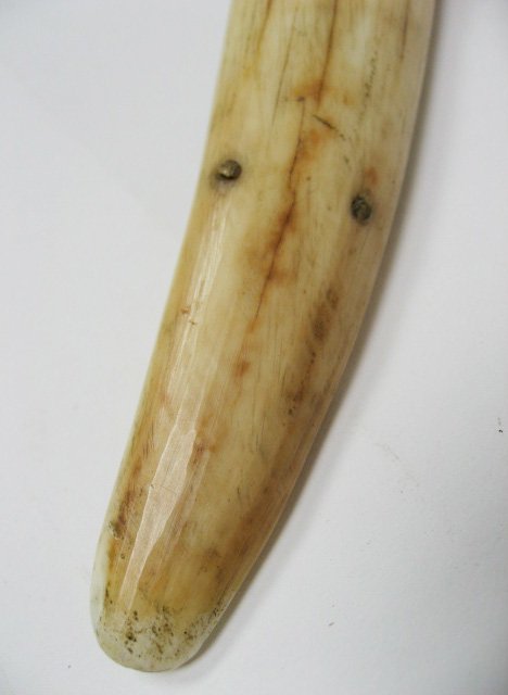 Tooth Cribbage Board in shape of walrus - 2