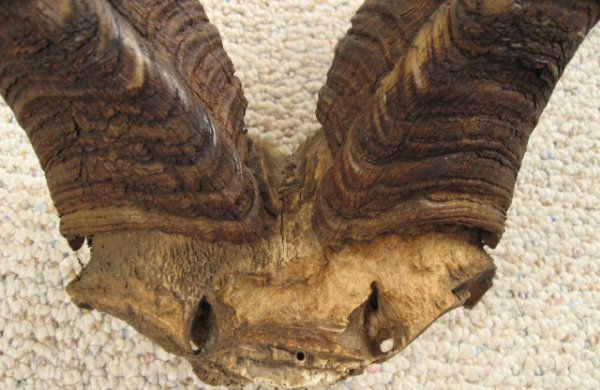 Antelope? Horns Mounted, - 2