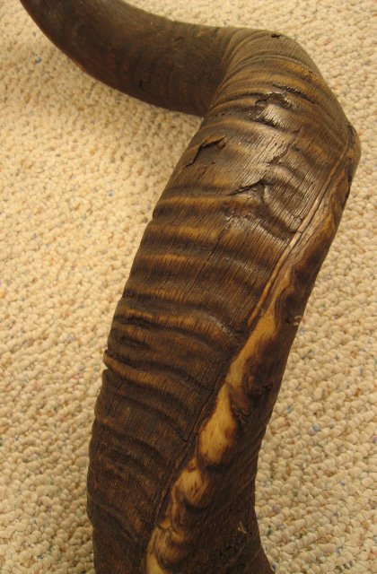 Antelope? Horns Mounted, - 3