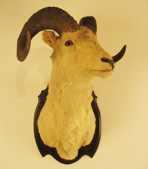 Ram's Head Mounted,