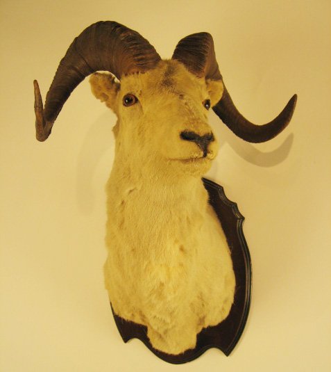 Ram's Head Mounted, - 3
