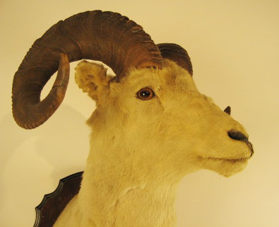 Ram's Head Mounted, - 4