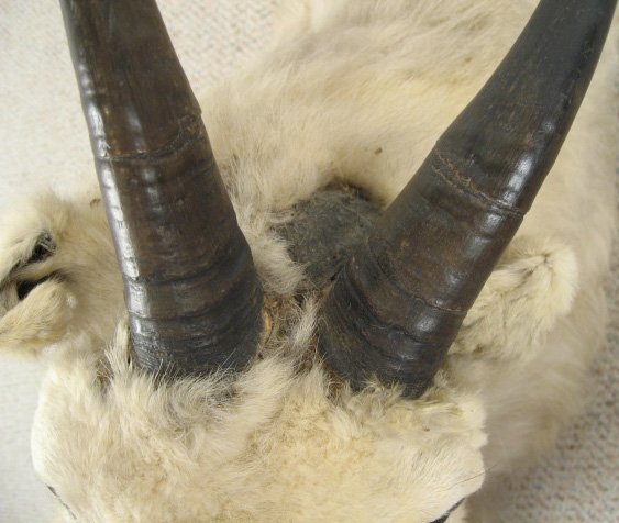 Goat Head Mounted, - 2