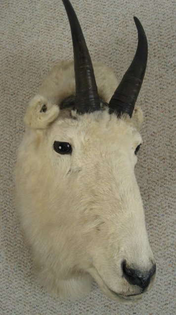Goat Head Mounted, - 3