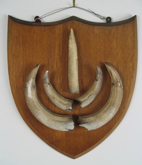 Old German Hippo Tusk Plaque