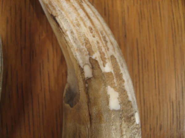 Old German Hippo Tusk Plaque - 2
