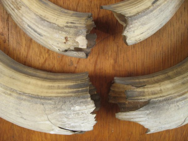 Old German Hippo Tusk Plaque - 3