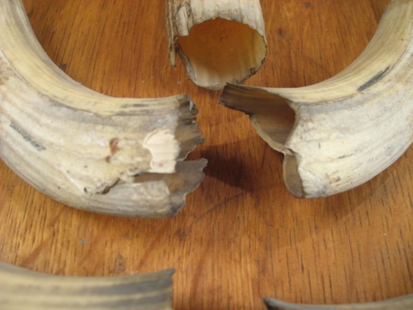 Old German Hippo Tusk Plaque - 4