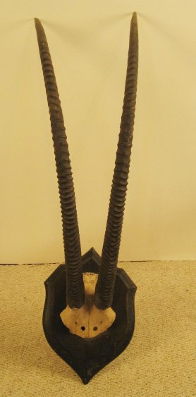 Gazelle? Horns Mounted, c.1875,