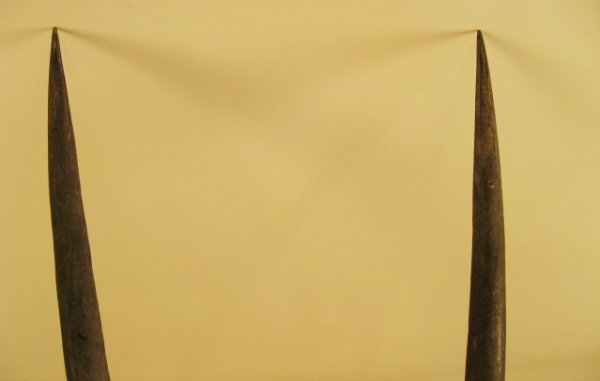 Gazelle? Horns Mounted, c.1875, - 2
